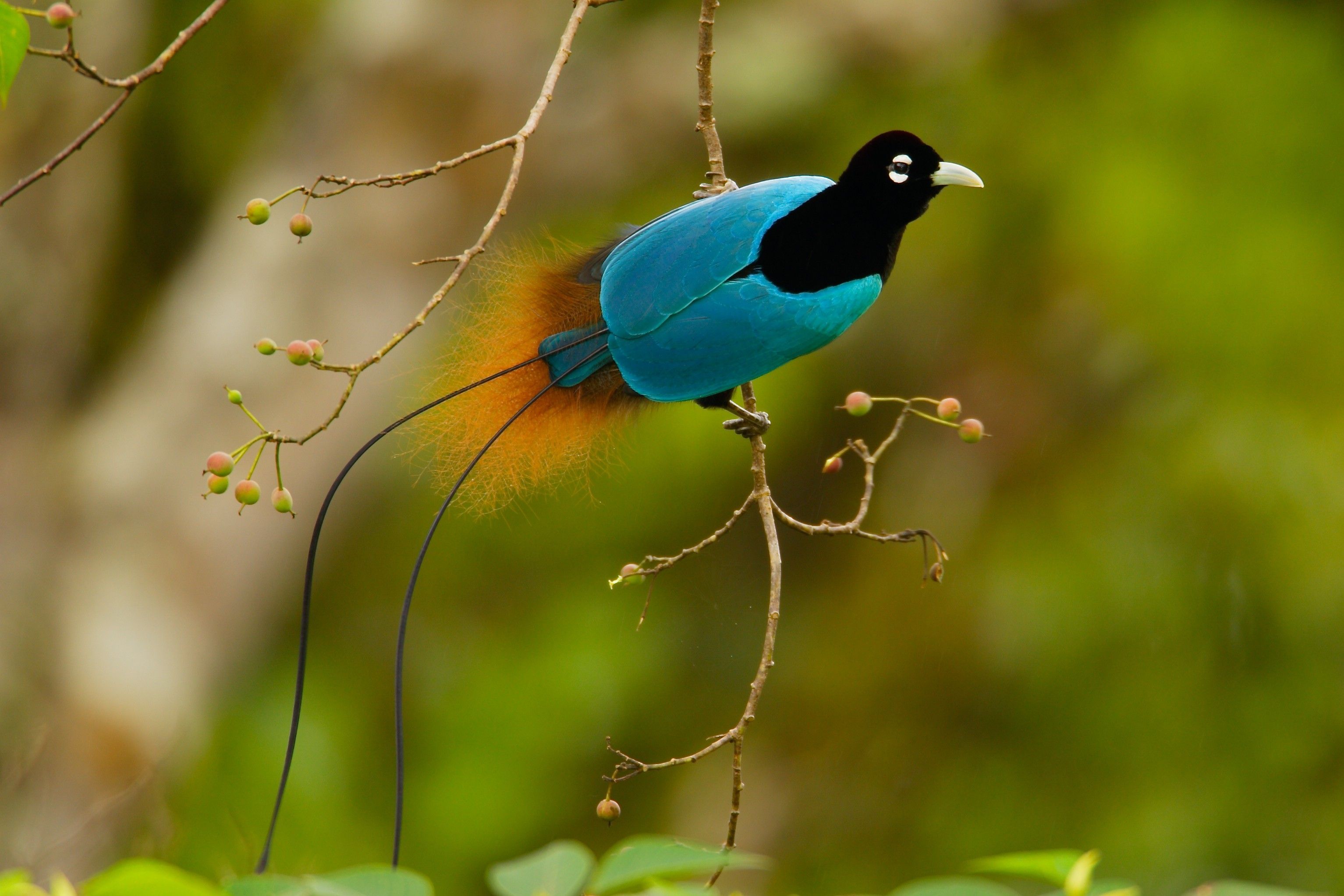 Les Oiseaux Du Paradis ( O du P 2)